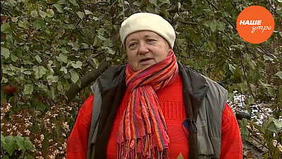 Садовые истории: Саженцы черешни