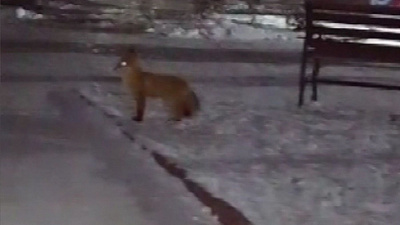 От хищника в центре Златоуста рекомендуют отбиваться лопатой