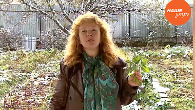 Крапива трава