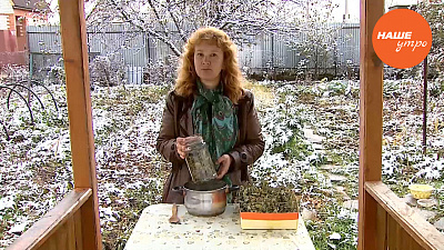 Заготавливаем чистотел 