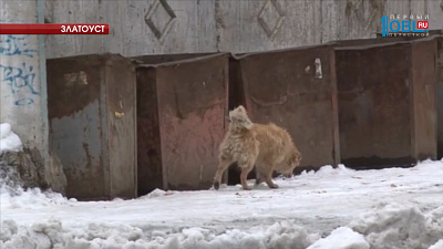 Горожане заявляют: отловщики животных убили домашних собак