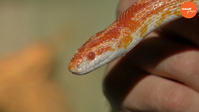 Маисовый полос