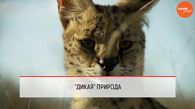 Обзор интернета за 11 ноября