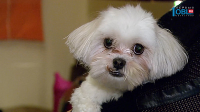 Уютный дом. Тележурнал №93 от 12.11.2016