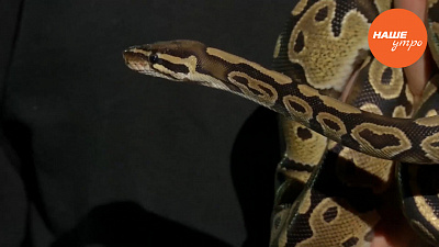 Королевский питон