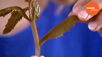 Очиток пурпурный