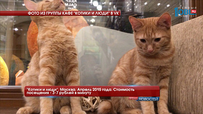 Подборка фотографий из "котеен" в других городах