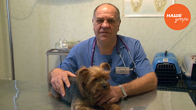 Зоосовет: Рыбий жир для собак