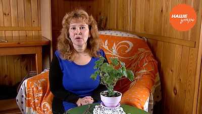 Знахарь: Герань