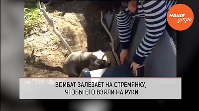 Обзор интернета за 17 ноября