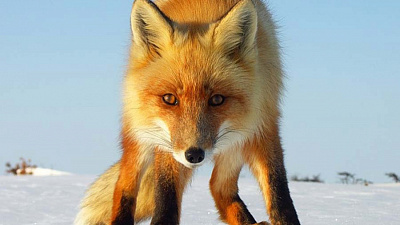 Погоню за лисой в центре города сняли на видео