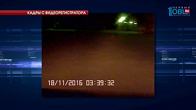 Дикую лису сняли в центре города на видео