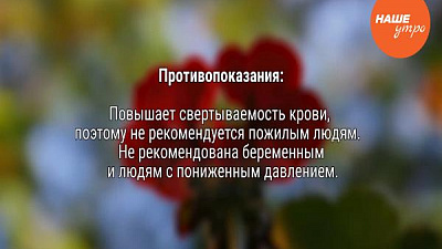 Все о герани