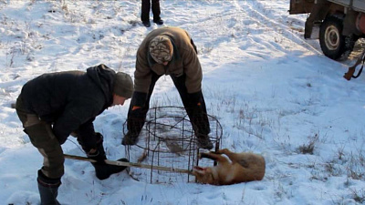 Голодную лису поймали в Катав-Ивановске