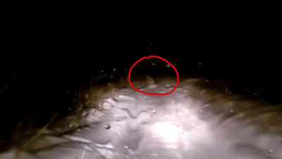 Снежный человек перебежал дорогу туристам