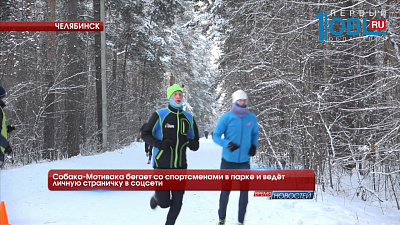Собака-Мотивака бегает со спортсменами в парке и ведёт личную страничку в соцсети Собака-Мотивака бегает со спортсменами в парке и ведёт личную страничку в соцсети