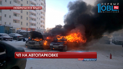 В области произошли сразу два случая нападения собак на детей 