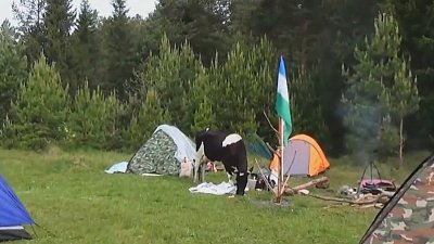 Корова съела пищевые запасы туристов в Катав-Ивановскоим районе