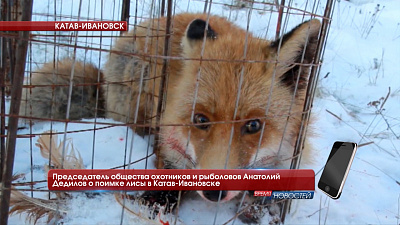 Снова лиса в городе