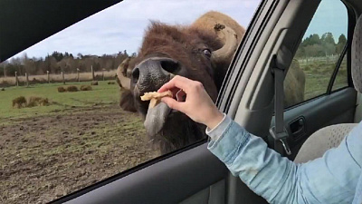 Зубр бежит за лакомством в автомобиле