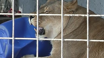 День льва отметили в Челябинском зоопарке