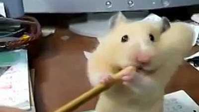 Поединок хомяка с карандашом