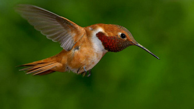 Храп колибри