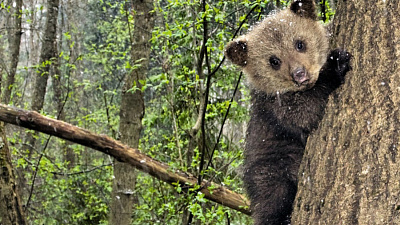 Медвежонок спасённый из лесного пожара не отпускает своего спасителя