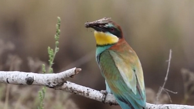 Флиртующие щурки стали объектом повышенного внимания
