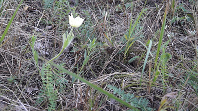 Подснежники расцвели в Пластовском районе