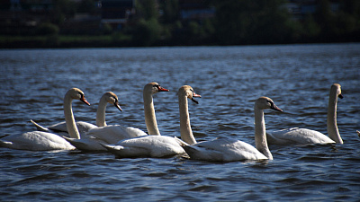 Огромную стаю белых лебедей заметили на оз.Кисегач