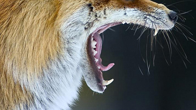 Голодного хищника сняли на видео на автозаправке в Златоусте