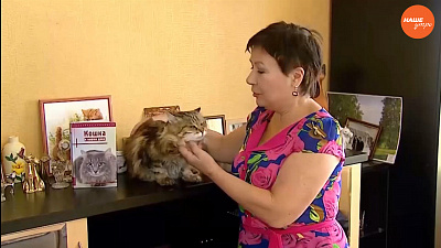 Пушистое утро: совету по уходу за кошками