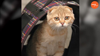 Ваша кошка решила выйти замуж