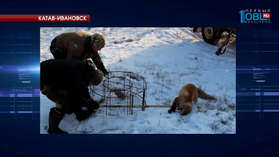 В центре Златоуста заметили голодную лису