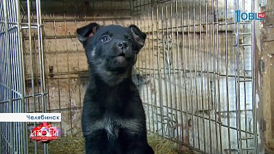 Спасти от "жизни собачьей"