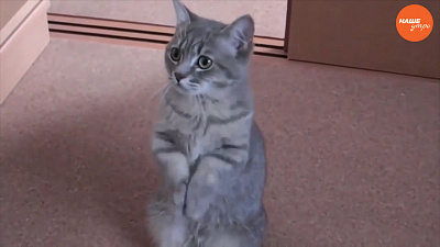 Пушистое утро: Понимают ли нас кошки?