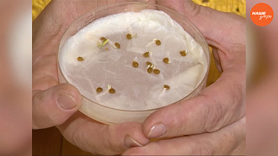 Светлана Мартынова - как отобрать семена