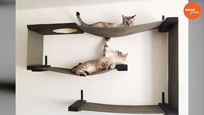 Пушистое утро: Домик для кошки