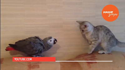 Пушистое утро: Если кошка портит мебель