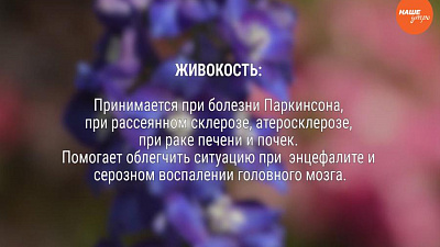 Полезные свойства живокости