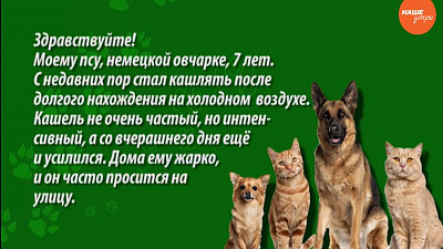 Кашель у собаки