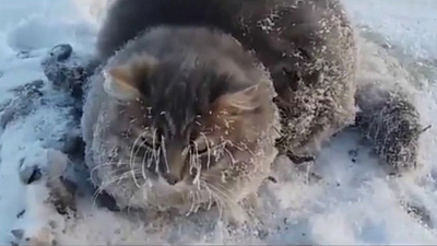 Вмёрзшая в лёд кошка обрела новых хозяев 