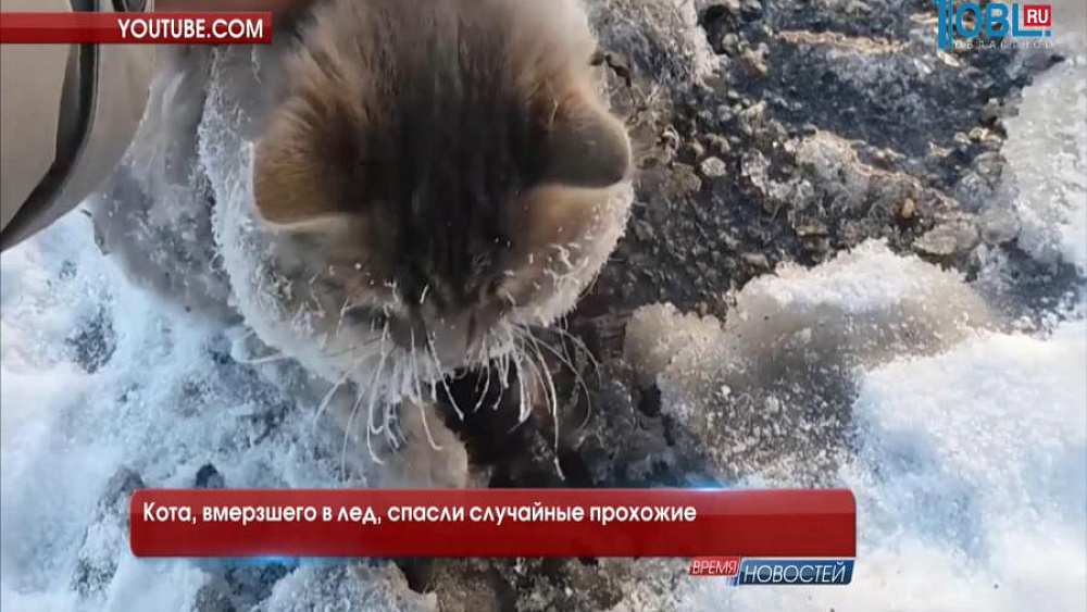 Кота, вмерзшего в лед, спасли случайные прохожие