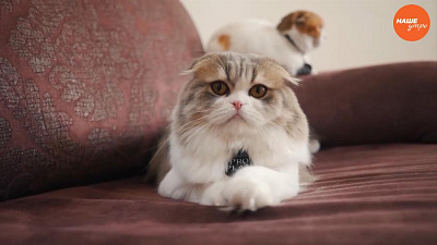 Пушистое утро: Кошкин дом