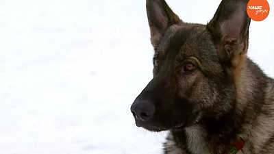 Пушистое утро: Выбираем породу собак