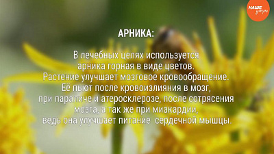 Знахарь: Трава арника