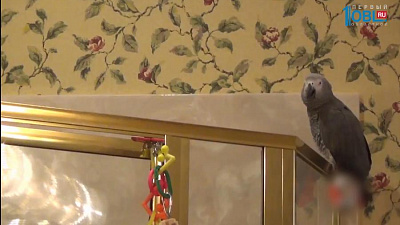 Обзор интернета за 7 декабря