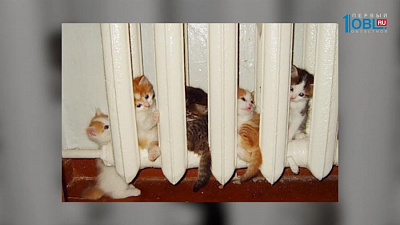 Пушистое утро: Как времена года влияют на кошек