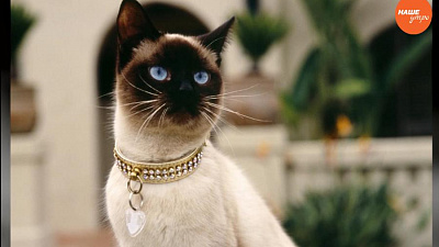 Пушистое утро: Кошки гуляют